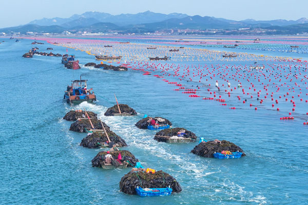 山東榮成：百舸爭流迎豐收